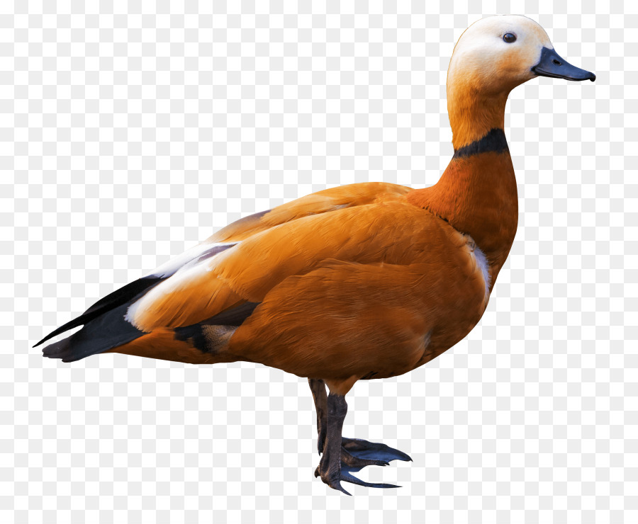 Cisne，Pájaro PNG