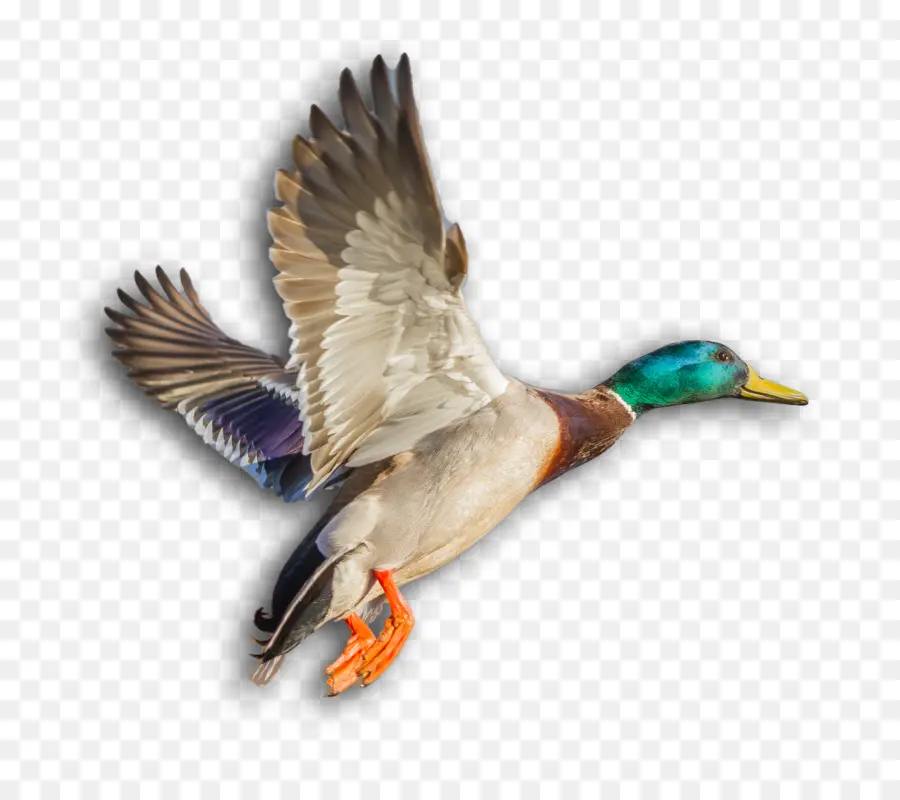 El ánade Real，Pato PNG