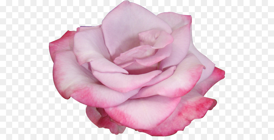 Las Rosas De Jardín，Flor PNG