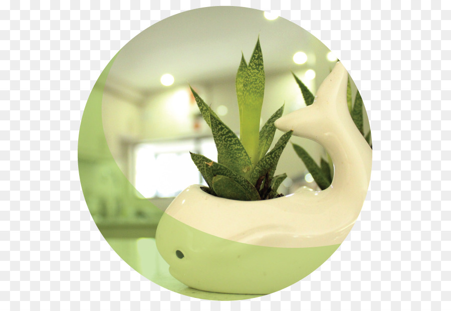 Maceta，Planta PNG