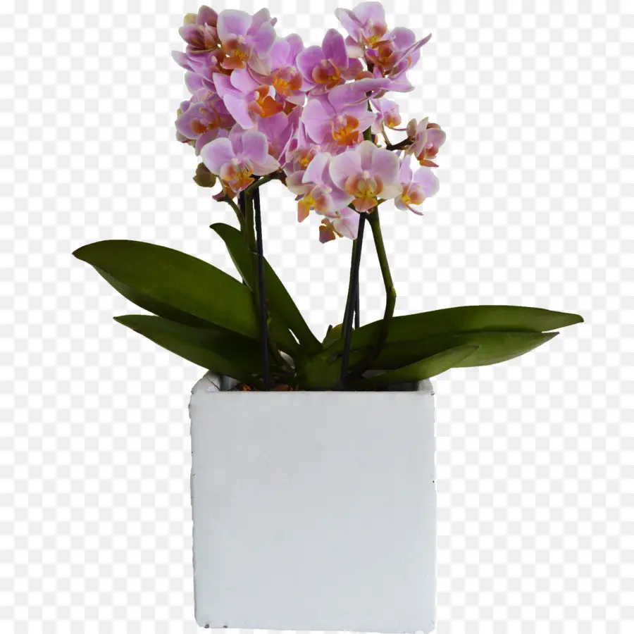 La Polilla De Las Orquídeas，Maceta PNG