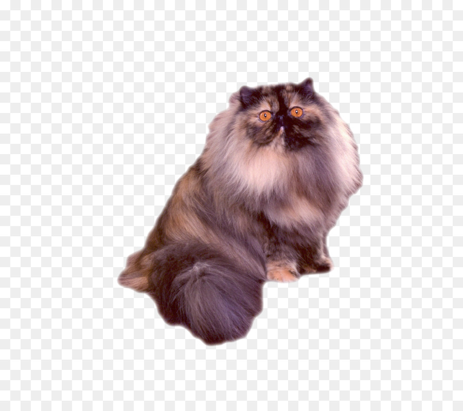 Gato Persa，Asiático Semilonghair PNG