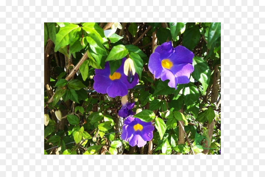 Pansy，La Playa De Moonflower PNG