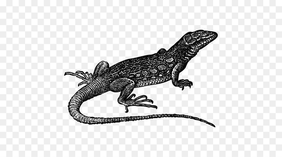 Lagarto，Reptil PNG