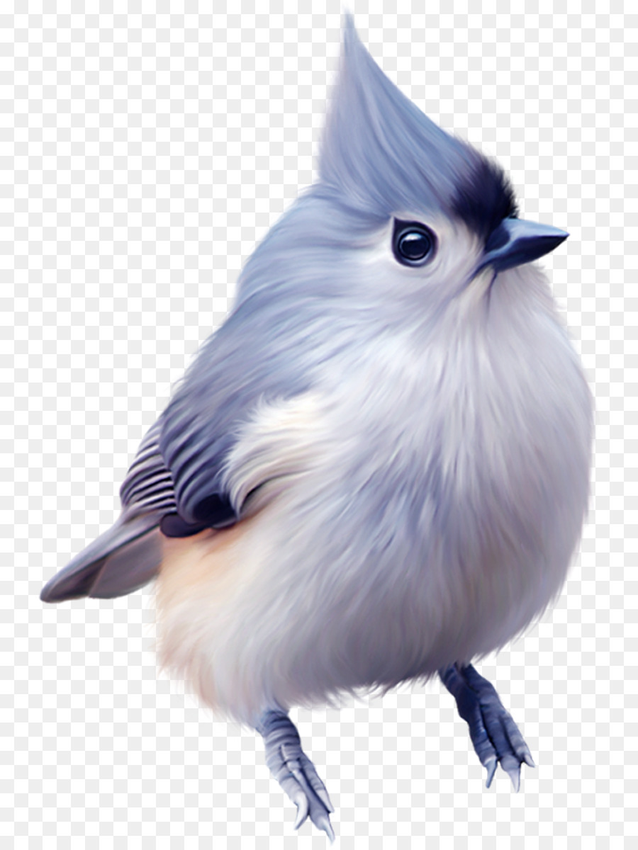 Aves，Descargar PNG