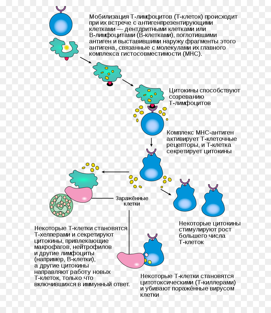 La Inflamación，Sistema Inmunológico PNG