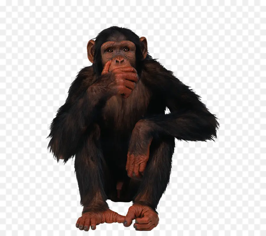 Chimpancé Común，Mono PNG