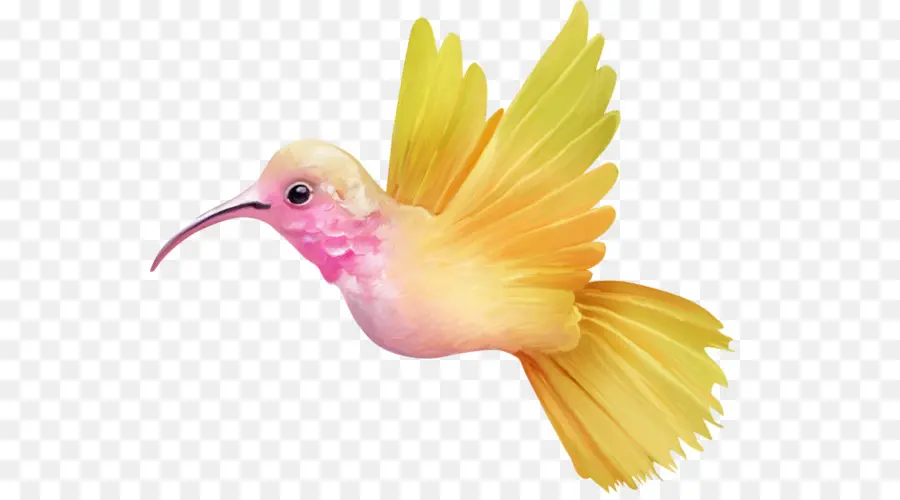 Colibrí，Amarillo PNG