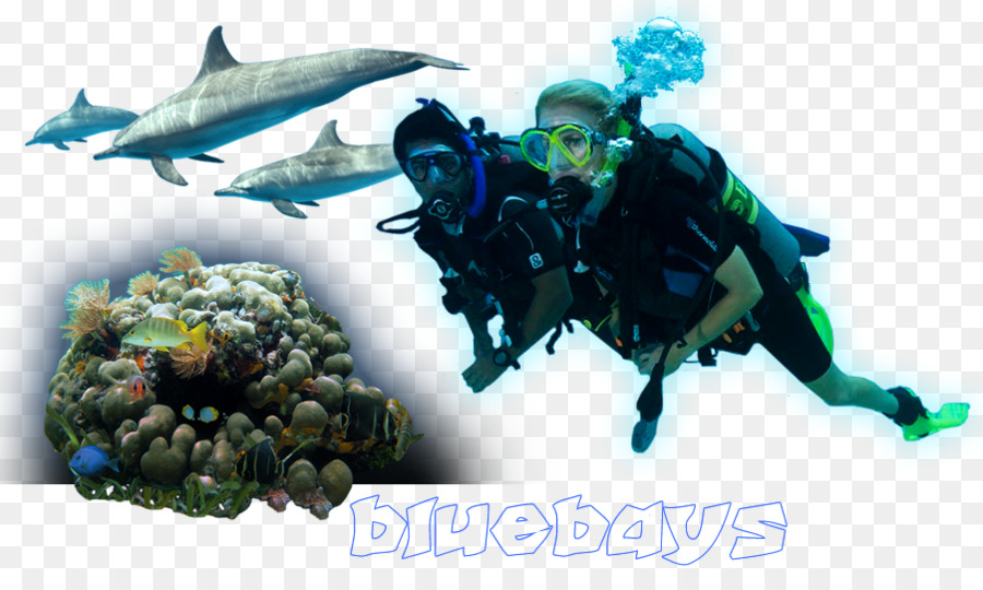 El Buceo，Divemaster PNG