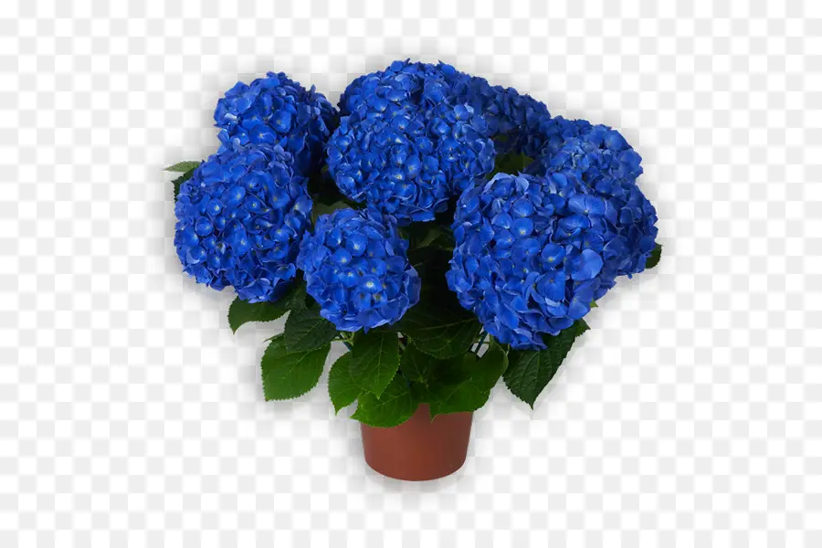 Flores De Hortensias Azules，Olla PNG