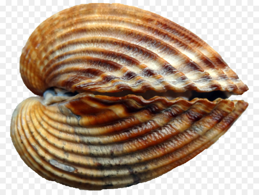 Berberecho，Conchology PNG