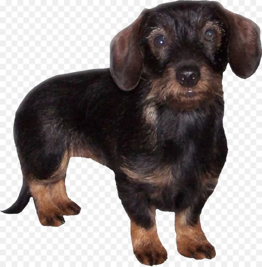 Teckel，Cachorro PNG