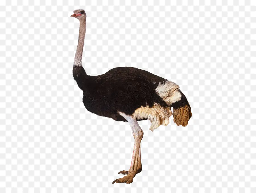 Avestruz Común，Pájaro PNG