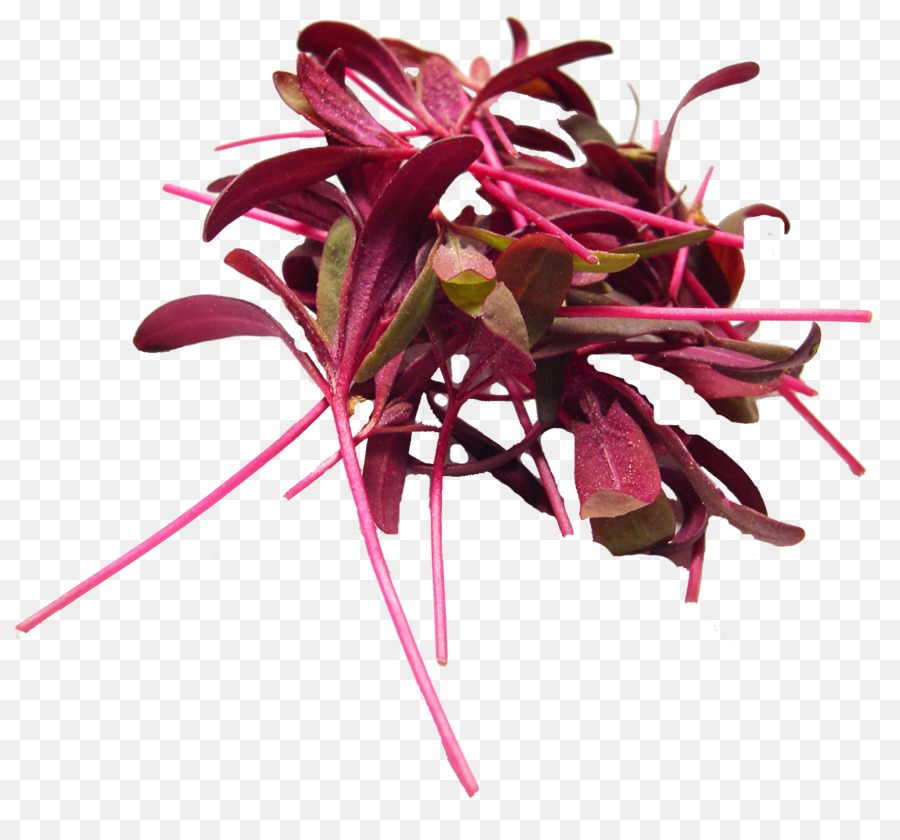 Microgreen，Hoja Vegetal PNG