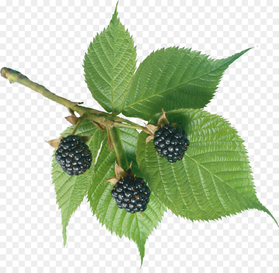 Moras，Hojas PNG