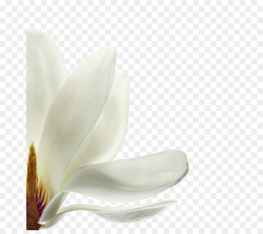 Flor Blanca，Florecer PNG