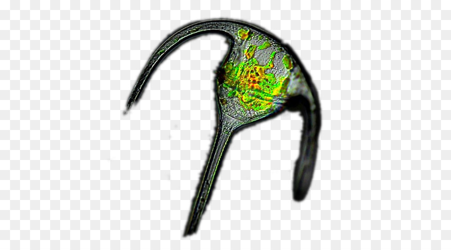 Ceratium，Plancton PNG