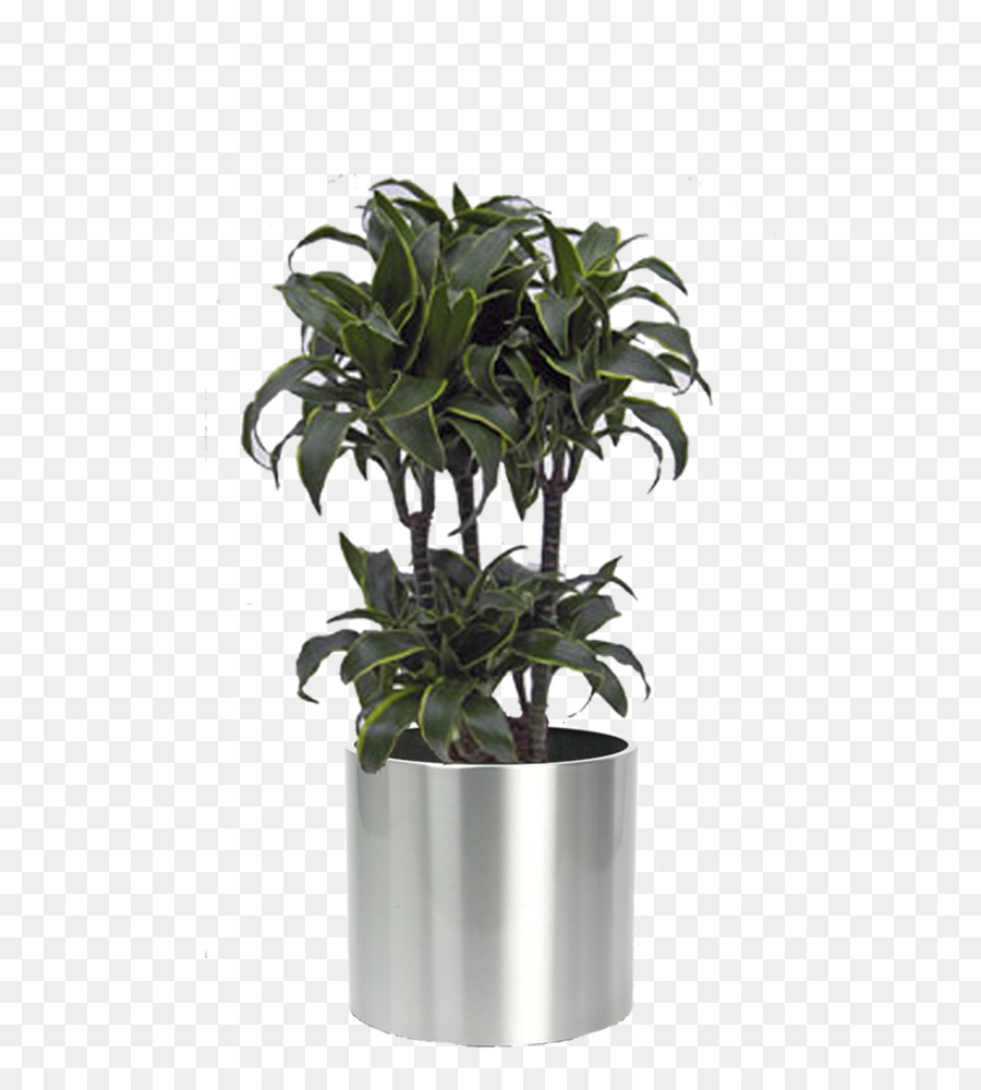 Maceta，Planta De Casa PNG