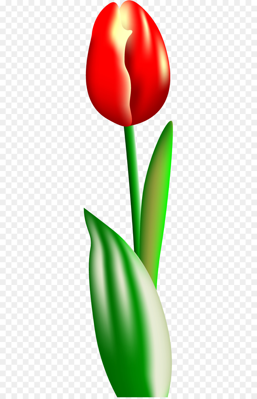 Tulipán Rojo，Hojas Verdes PNG