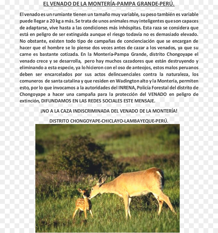 Whitetailed Ciervo，Los Ciervos PNG