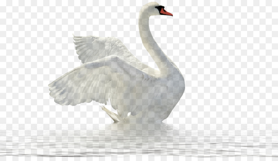 Cisne，Ganso PNG