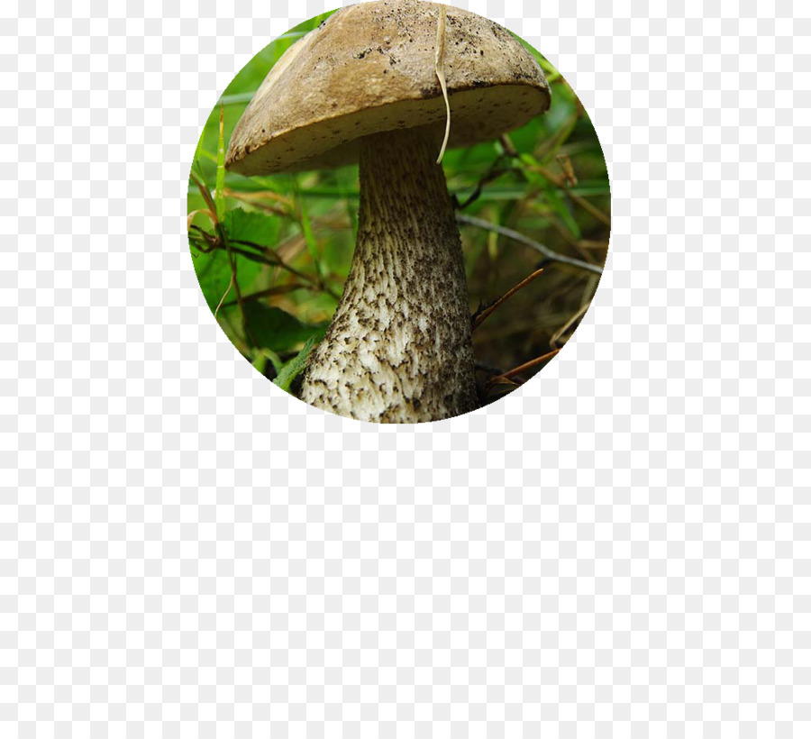 Hongo Comestible，árbol PNG