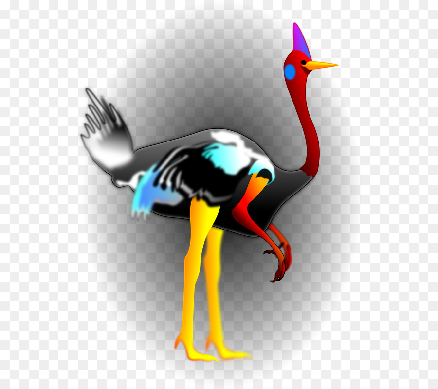 Aves，Pico PNG