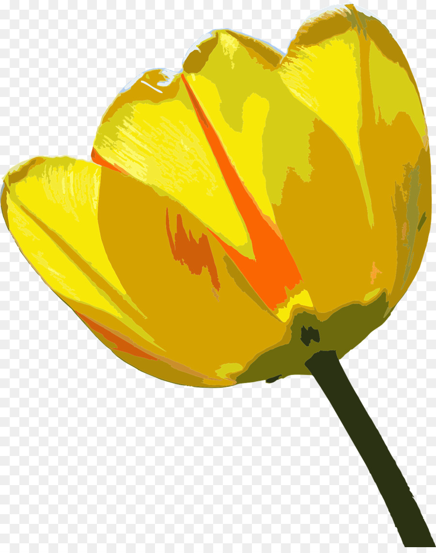 Tulipán，Florecer PNG