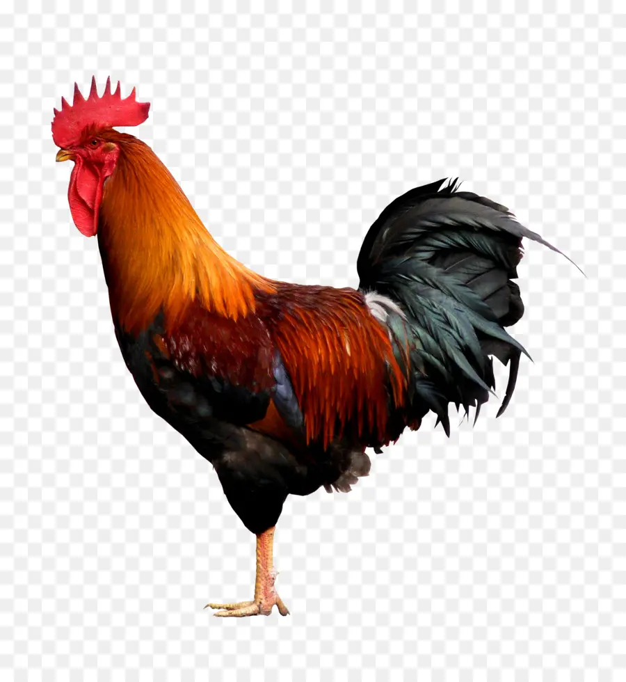 Pollo，Gallo PNG