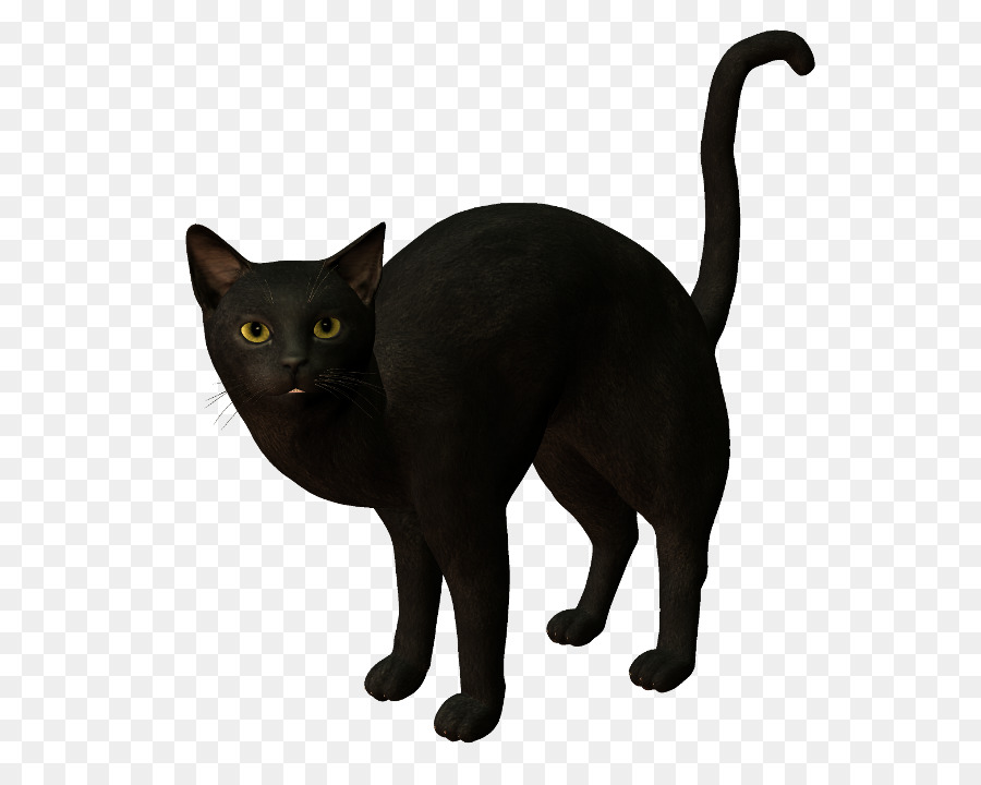 Gato Negro，Bombay Gato PNG