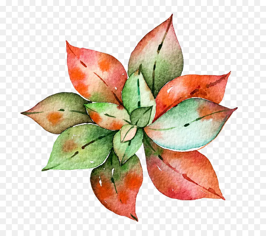 Planta De Acuarela，Acuarela PNG