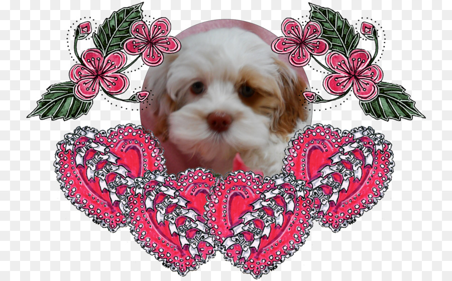 Cockapoo，Cachorro PNG