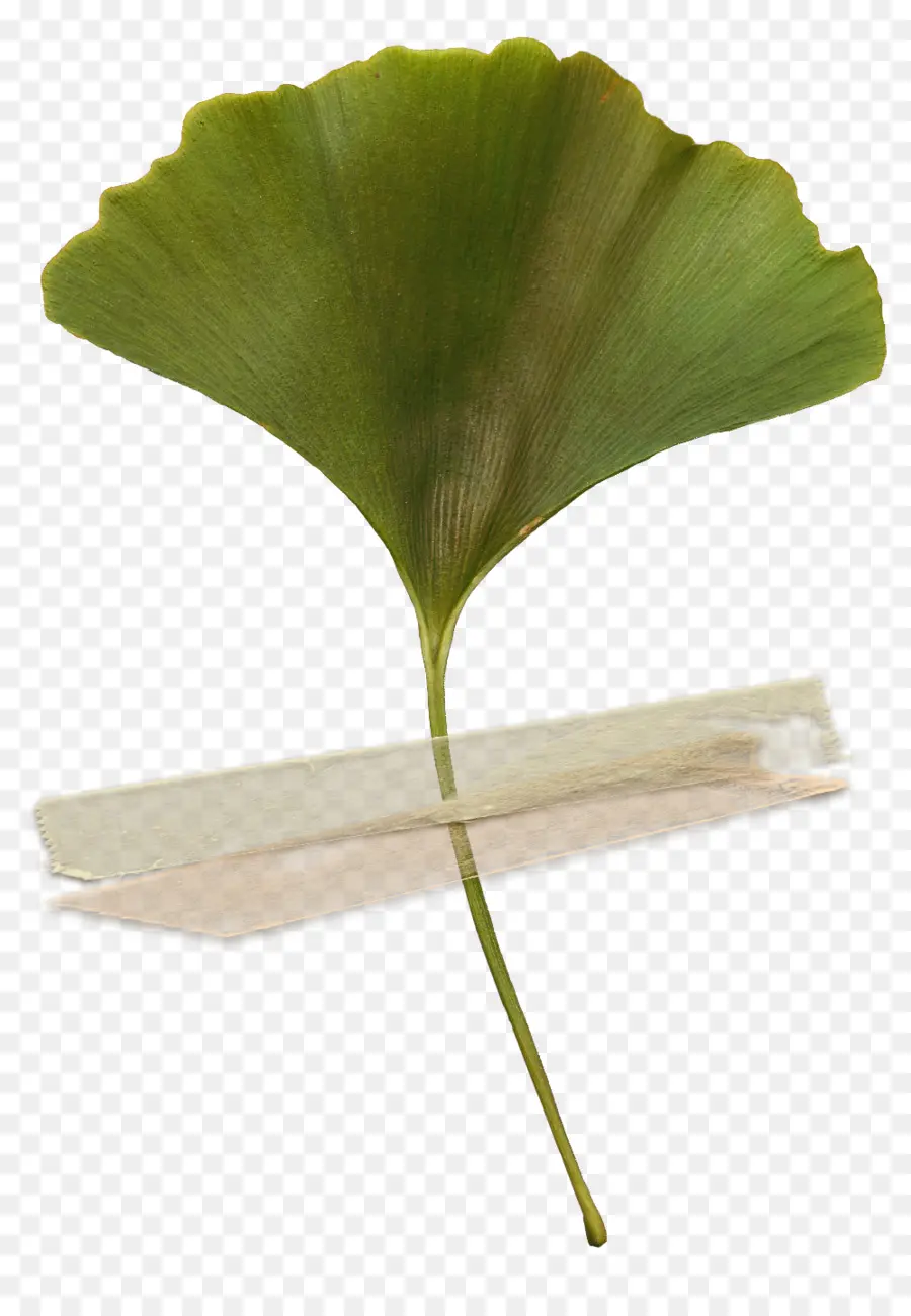 Hoja De Gingko，Verde PNG