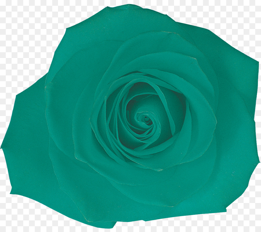 Rosa Verde，Rosa PNG