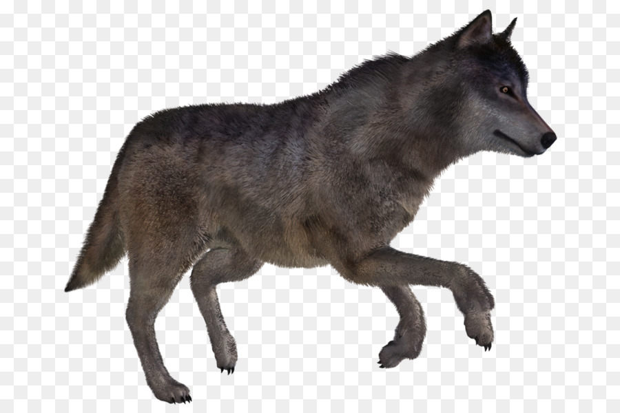 Lobo，Canino PNG