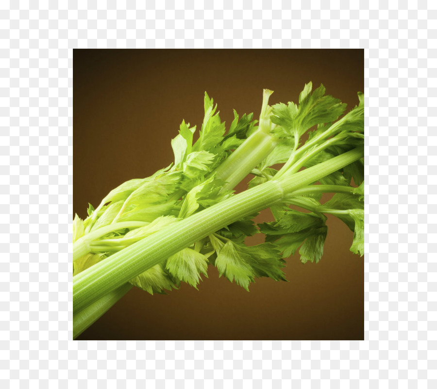 Cilantro，Apio PNG