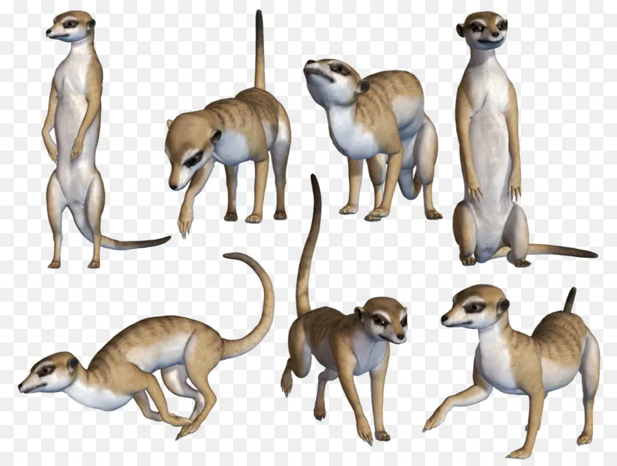 Suricata，Los Animales Terrestres PNG