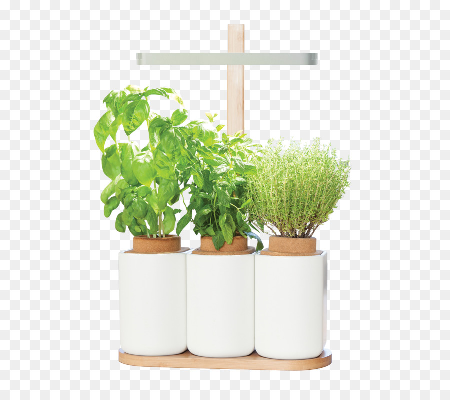 Planta Aromática，Cocina PNG