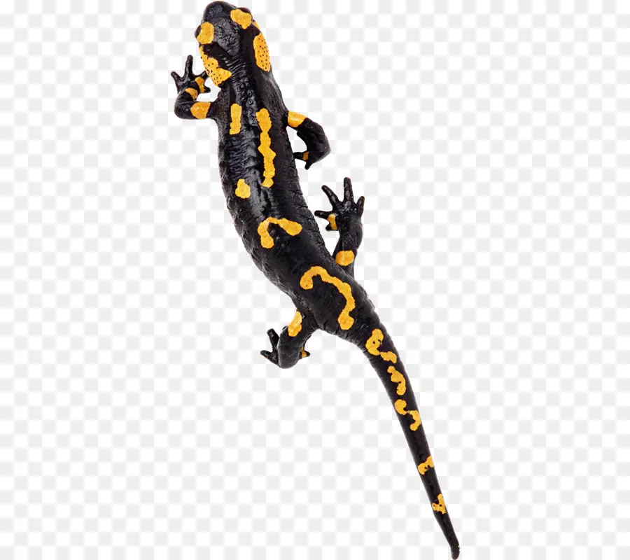 Geco，Lagarto PNG