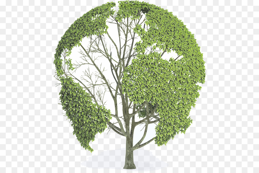 árbol，Globo PNG