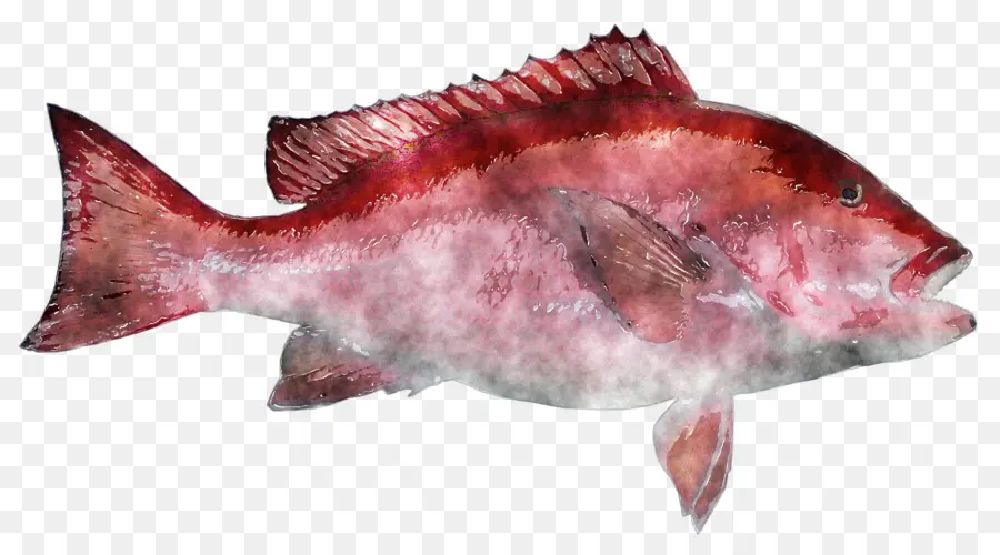 El Norte De Pargo Rojo，Los Productos De Pescado PNG