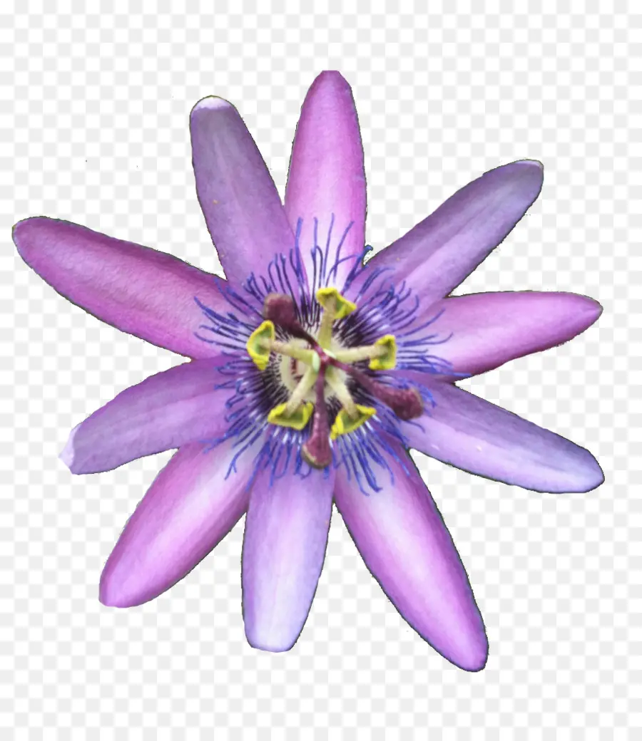 Flor De La Pasión，Pétalo PNG