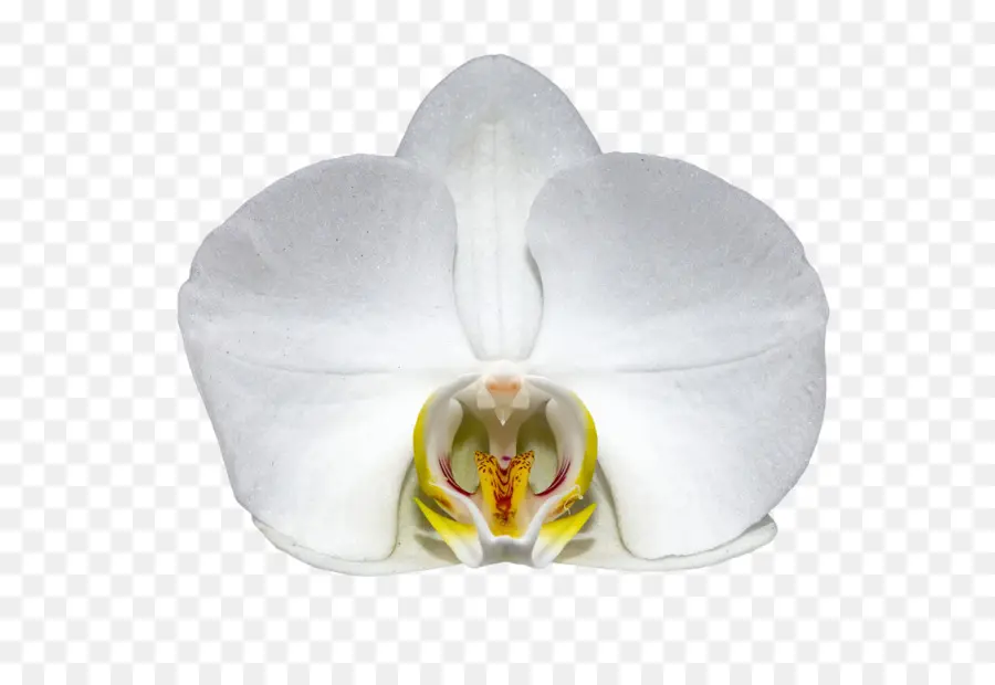 Las Orquídeas，Flor PNG