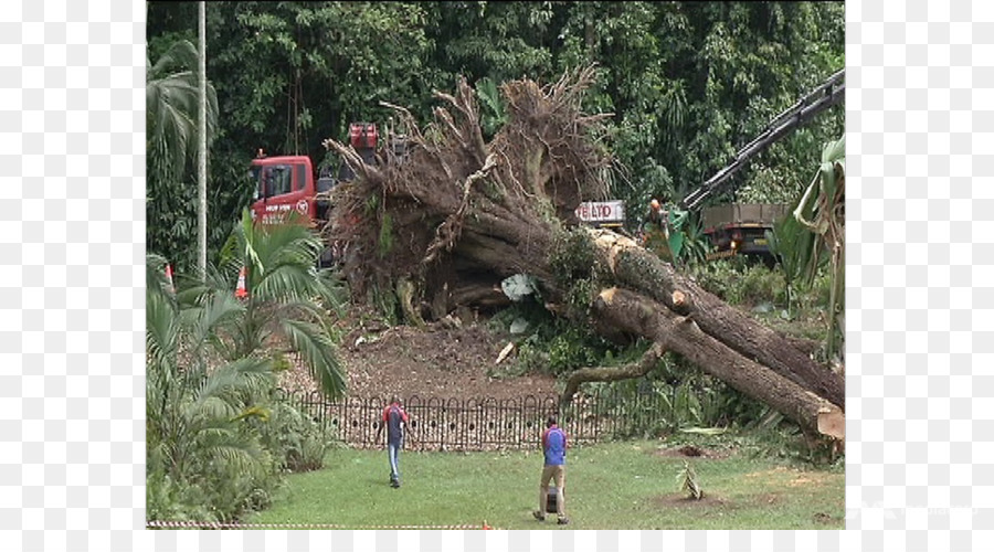 La Reserva Natural De，La Selva PNG