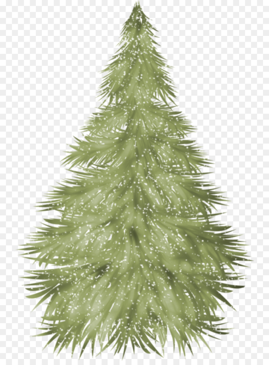 Abeto，Árbol PNG