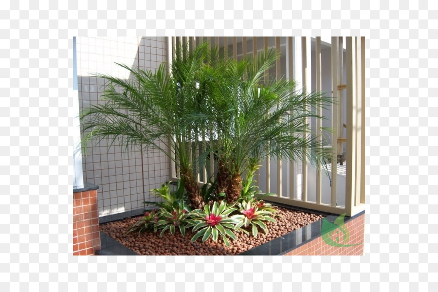 Arecaceae，Jardín PNG