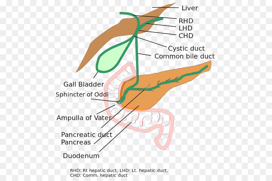 Sistema Digestivo，Organos PNG