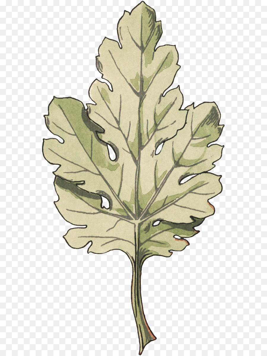 Hoja，Planta PNG