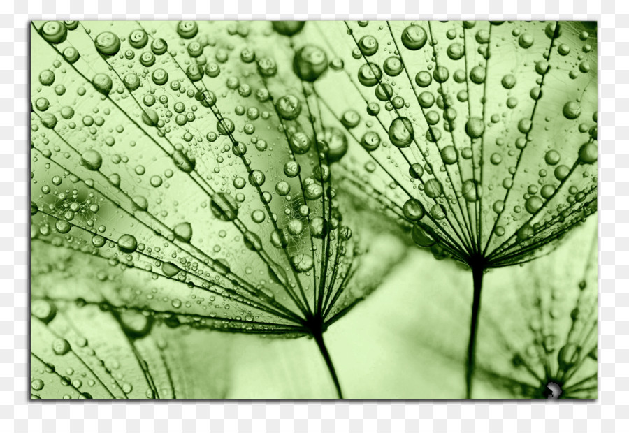 Gotas De Agua，Rocío PNG