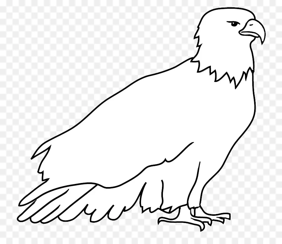 águila Calva，Dibujo PNG